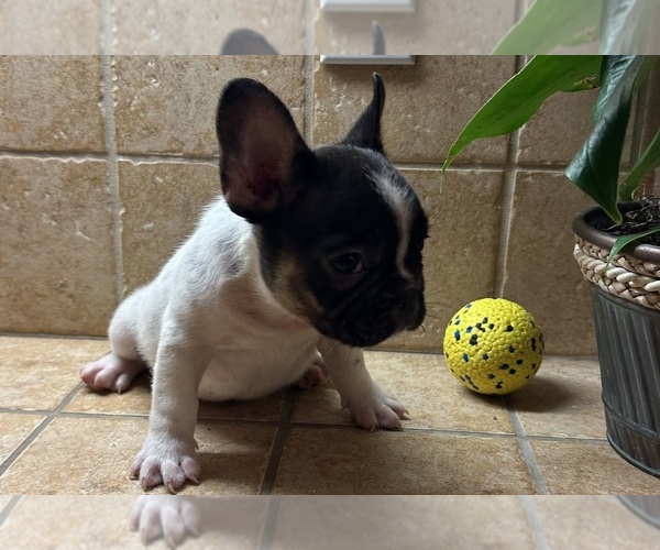 Medium Photo #2 French Bulldog Puppy For Sale in DISCOVERY BAY, CA, USA