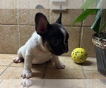 Small #1 French Bulldog