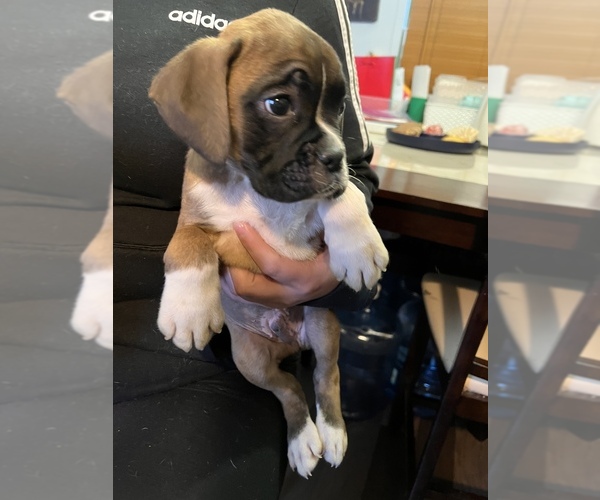 Medium Photo #1 Boxer Puppy For Sale in DENVER, CO, USA