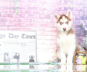 Siberian Husky Puppy for sale in BEL AIR, MD, USA