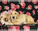 Small Photo #4 Goldendoodle-Mutt Mix Puppy For Sale in KIRKWOOD, PA, USA