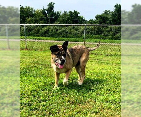 Medium Photo #3 Akita-Unknown Mix Puppy For Sale in Hewitt, NJ, USA