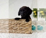 Small #4 Dachshund