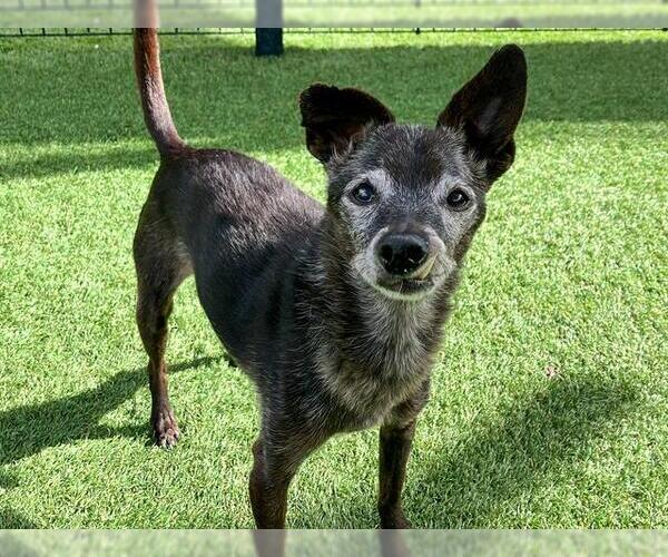 Medium Photo #1 Chihuahua-Unknown Mix Puppy For Sale in Orange, CA, USA