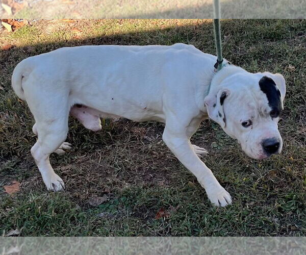 Medium Photo #2 American Pit Bull Terrier Puppy For Sale in Tarboro, NC, USA