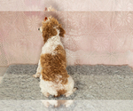 Small #4 Poodle (Miniature)