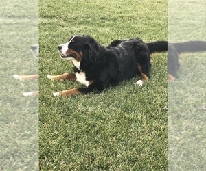 Mother of the Bernese Mountain Dog puppies born on 11/15/2021