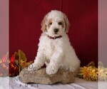 Small #2 Poodle (Miniature)