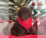 Small Photo #3 Poodle (Standard) Puppy For Sale in CLEVELAND, TN, USA
