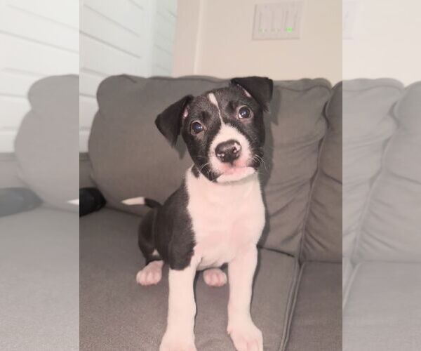 Medium Photo #11 Labrador Retriever Puppy For Sale in The Woodlands, TX, USA