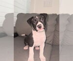 Small #10 Labrador Retriever
