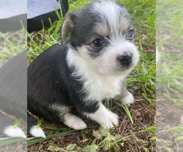 Medium Photo #3 Mutt Puppy For Sale in Pacolet, SC, USA