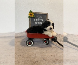Aussiedoodle Miniature  Puppy for Sale in BLOOMFIELD, Indiana USA
