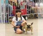 Small Photo #5 French Bulldog Puppy For Sale in BEAUMONT, TX, USA