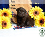 Puppy Rose Labrador Retriever
