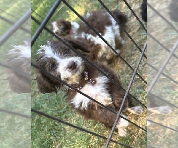 Medium Photo #1 Maltipoo (Miniature) Puppy For Sale in VENETA, OR, USA