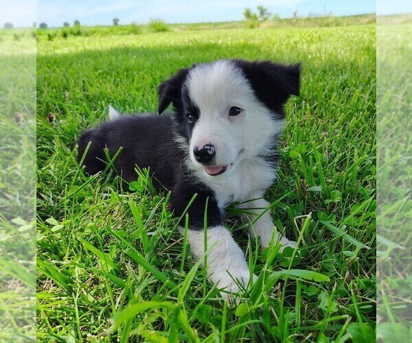 Medium Photo #10 Border Collie Puppy For Sale in NORBORNE, MO, USA