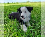 Small Photo #11 Border Collie Puppy For Sale in NORBORNE, MO, USA