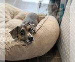 Small #11 Chiweenie