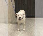 Small Mutt