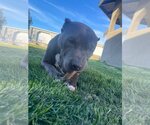 Small Photo #5 American Pit Bull Terrier Puppy For Sale in Hayward, CA, USA