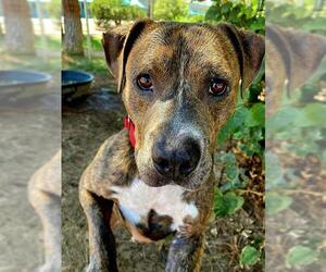 American Pit Bull Terrier-Unknown Mix Dogs for adoption in Sacramento, CA, USA