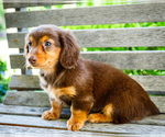 Puppy Dawn Dachshund