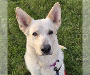 Mark - Male German Shepherd Dog-Unknown Mix Dog for Adoption - Photo #9