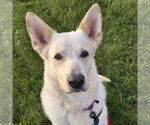 Small Photo #9 German Shepherd Dog-Unknown Mix Puppy For Sale in Fargo, ND, USA