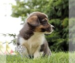 Small #4 Pembroke Welsh Corgi