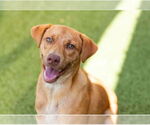 Small #2 Labrador Retriever Mix