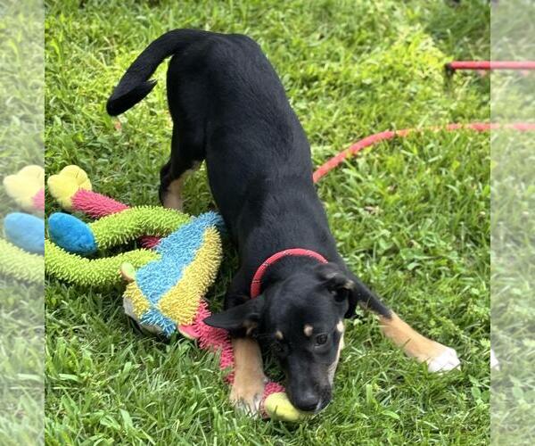 Medium Photo #2 Labrador Retriever-Unknown Mix Puppy For Sale in Yardley, PA, USA