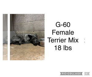 Mutt Dogs for adoption in San Diego, CA, USA