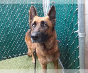 German Shepherd Dog Dogs for adoption in Downey, CA, USA