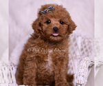 Puppy Jace F1B Maltipoo (Toy)
