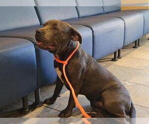 Staffordshire Bull Terrier Dogs for adoption in Orange, CA, USA