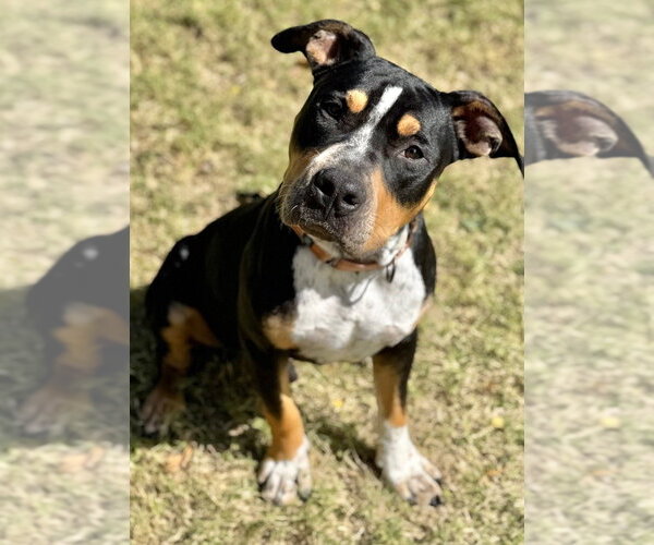 Medium Photo #2 Mutt Puppy For Sale in Great Bend, KS, USA