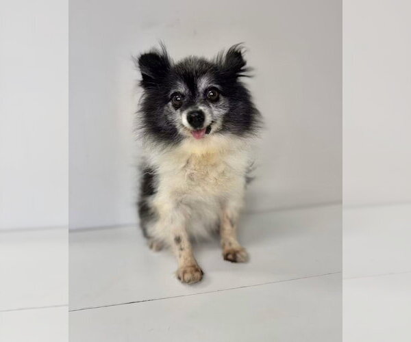 Medium Photo #1 Pomeranian Puppy For Sale in Claremore, OK, USA