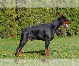 Father of the Doberman Pinscher puppies born on 12/20/2024