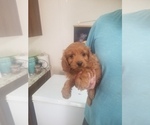 Small Photo #1 Cavapoo Puppy For Sale in MCMINNVILLE, TN, USA