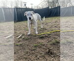 Small #13 American Pit Bull Terrier-Labrador Retriever Mix
