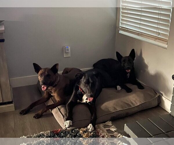 Medium Photo #2 German Shepherd Dog-Unknown Mix Puppy For Sale in Escondido, CA, USA