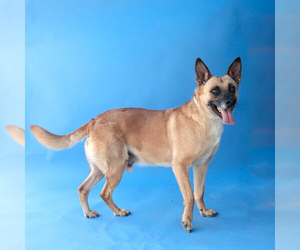 Medium Photo #2 German Shepherd Dog-Unknown Mix Puppy For Sale in Pasadena, CA, USA