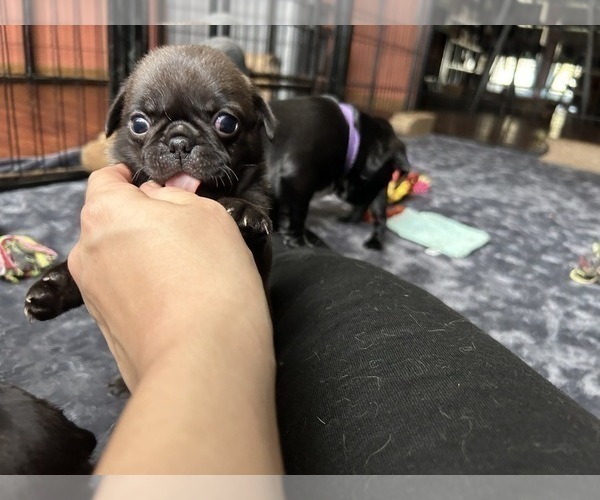 Medium Photo #2 Pug Puppy For Sale in BLOOMINGTON, IL, USA