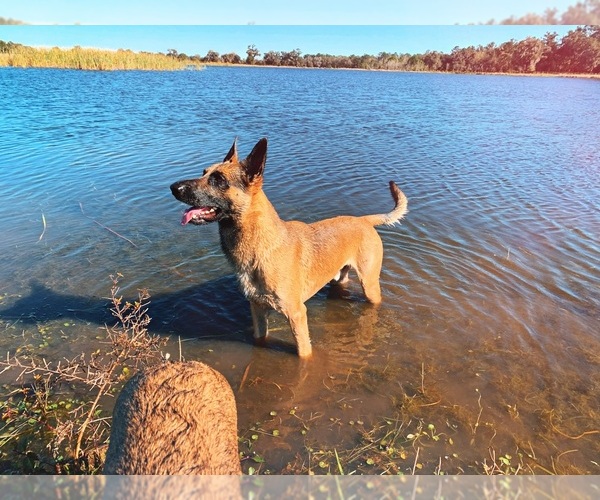 Medium Photo #8 Belgian Malinois Puppy For Sale in WILLISTON, FL, USA