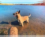 Small #7 Belgian Malinois