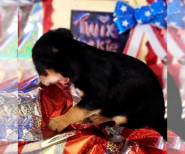 Medium Photo #83 Yorkshire Terrier Puppy For Sale in AKRON, OH, USA