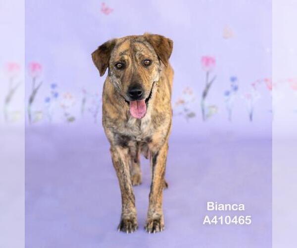 Medium Photo #2 Plott Hound-Unknown Mix Puppy For Sale in Conroe, TX, USA