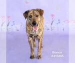 Small #1 Plott Hound Mix