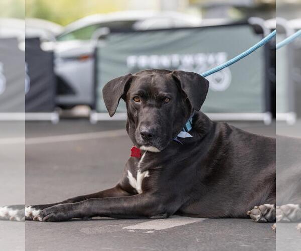 Medium Photo #8 Labrador Retriever-Unknown Mix Puppy For Sale in San Diego, CA, USA